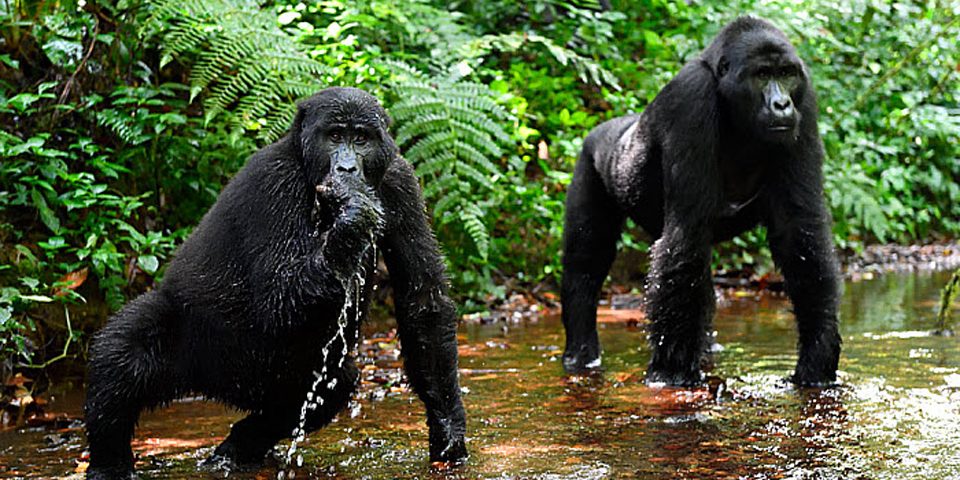 Gorilla Trekking Safari