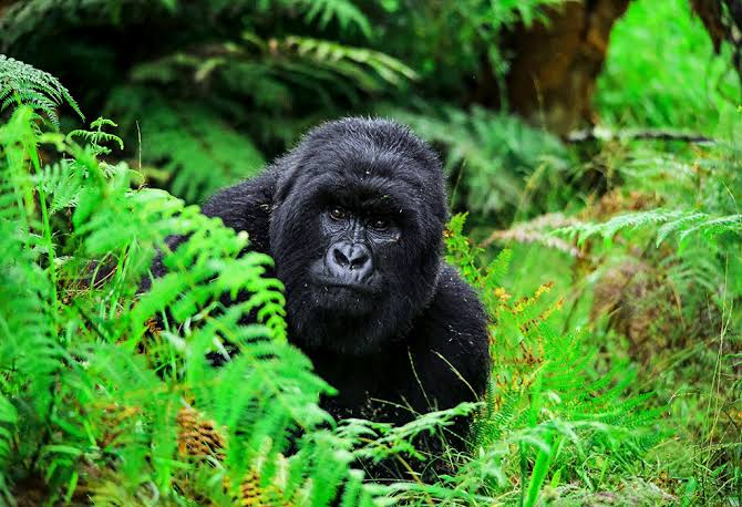 Bwindi