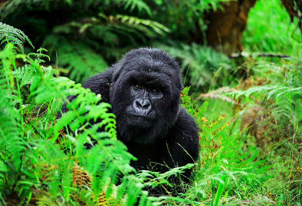 Bwindi