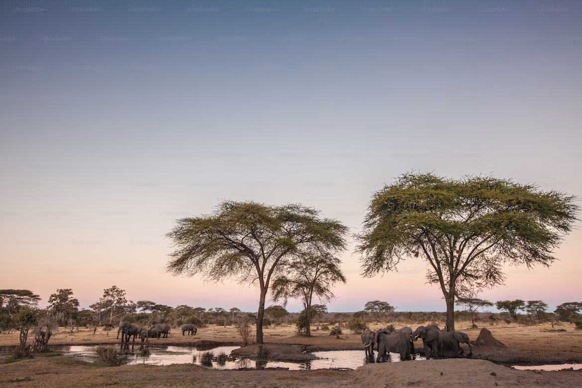 Cultural Safari