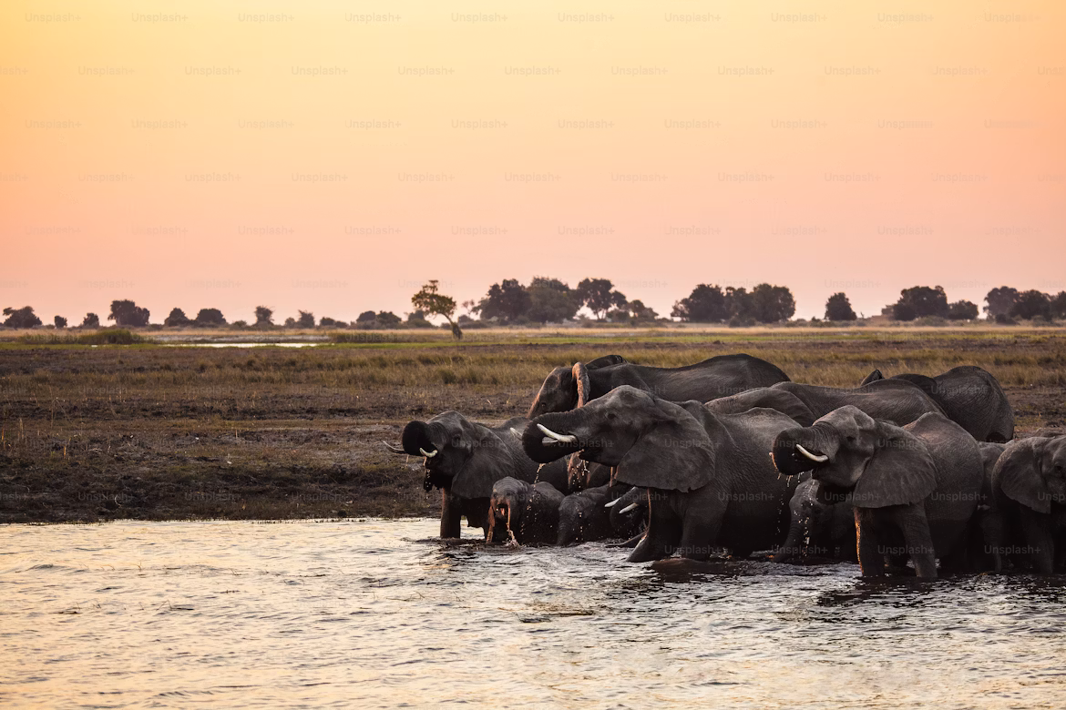 African Safari