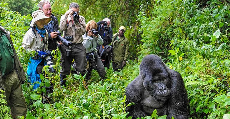 Gorilla